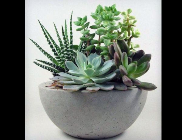 vaso de concreto com suculentas vaso de concreto com suculentas