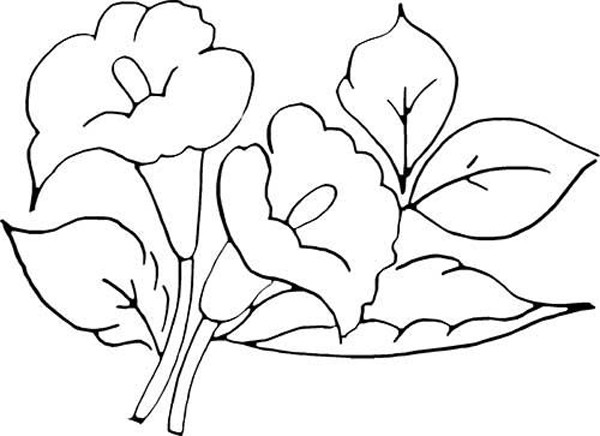 desenhos de flor lirios desenhos de flor lirios