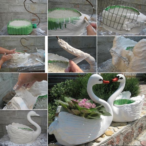 cisne cisne