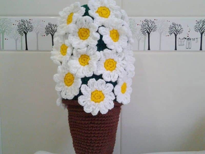 margarida daisy