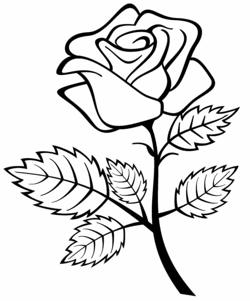 stem stem