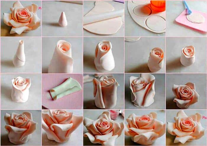 rosa rosa