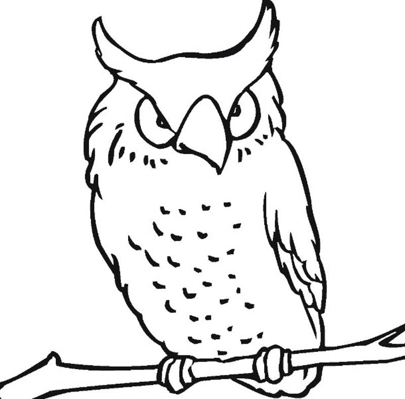 branch branch