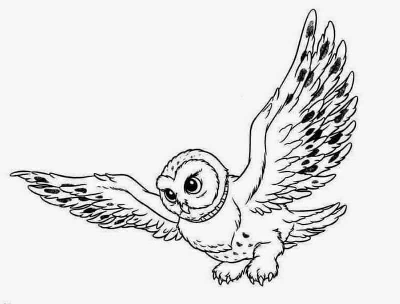 fly fly