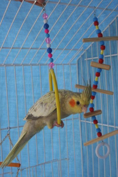Os brinquedos para calopsitas deixarão seu pássaro menos estressado e muito mais feliz (Foto: Divulgação) 
