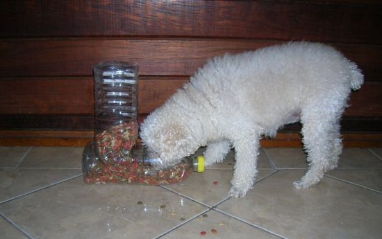 Este comedouro para cachorro feito com garrafa pet é higiênico, prático e sustentável  (Foto: Divulgação)