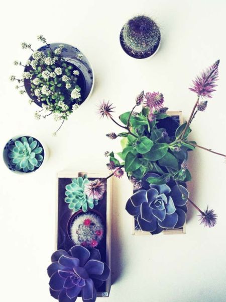 Fazer minijardins para dentro de casa é mais fácil do que você imagina (Foto: woohome.com)