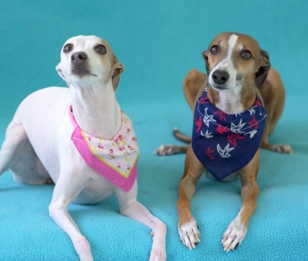 Esta bandana para cachorro é fofa, linda e muito fácil de ser feita (Foto: mysocalledcraftylife.com)