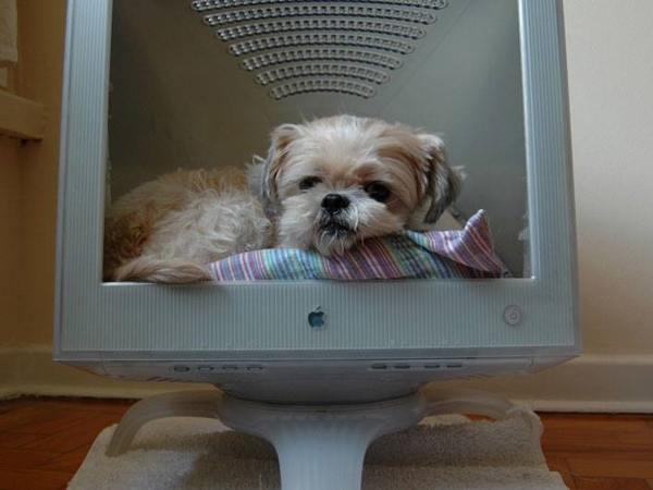 monitor de pc como casa de cachorro ou gato