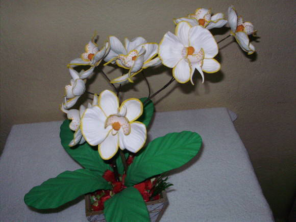  orquidea