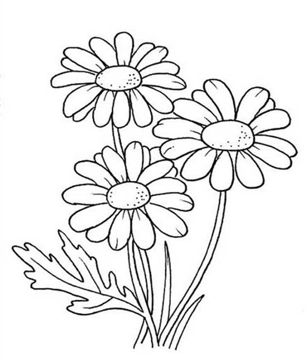 desenhos de flor margarida