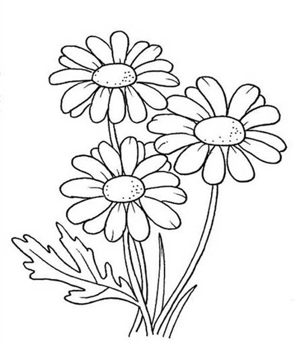 Desenho simples para colorir de flores, fácil de colorir, muito espaço em  branco · Creative Fabrica