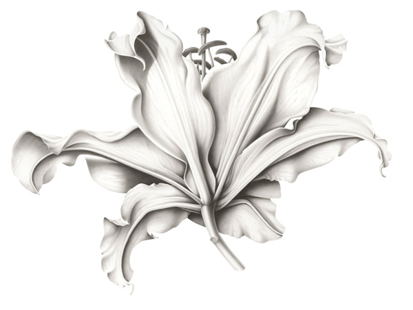 desenhos de flor orquideas 