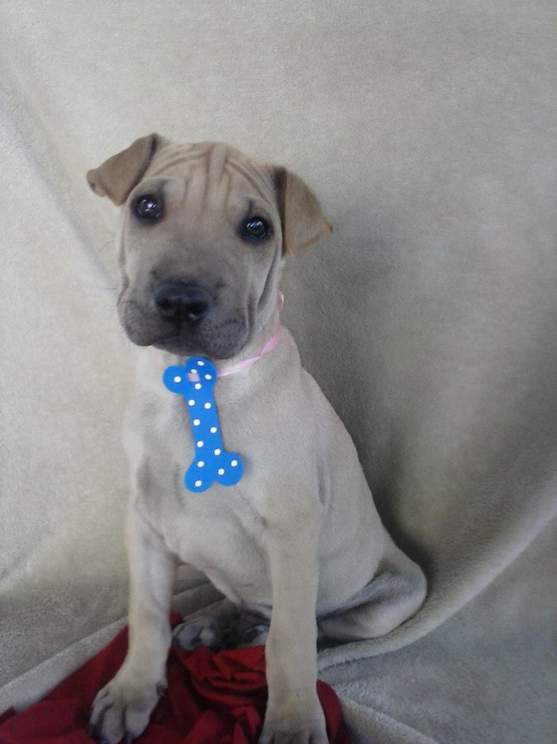 gravata em EVA passo a passo