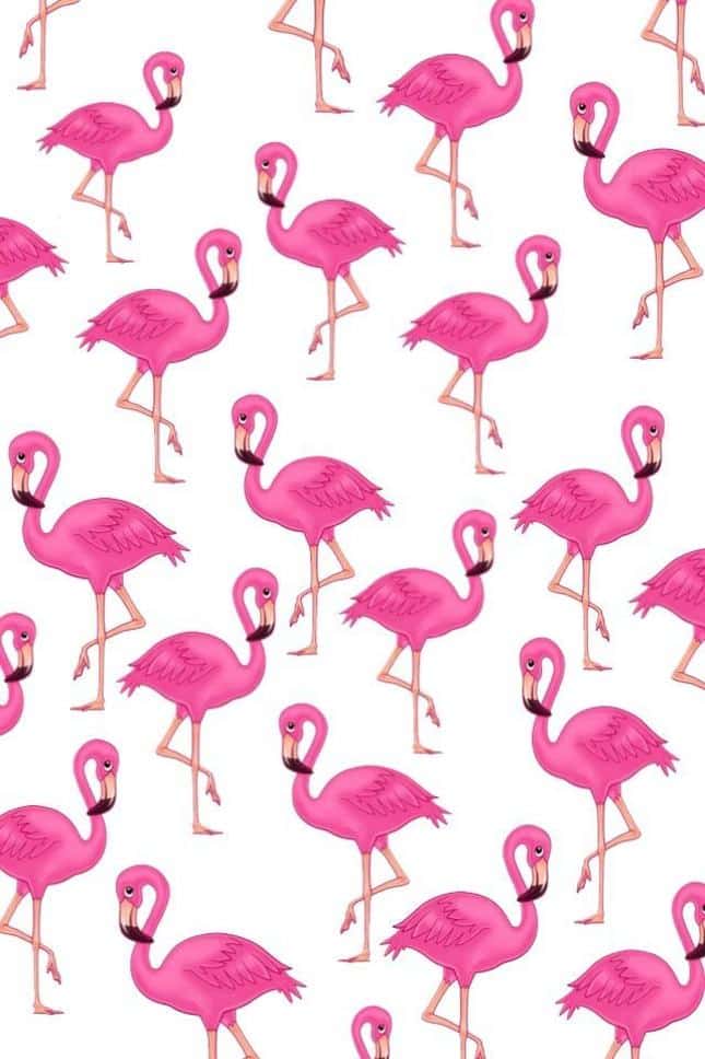 flamingos