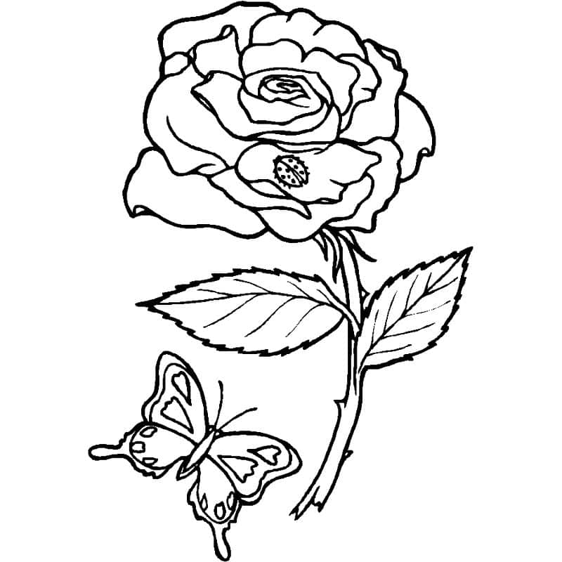 Desenho de Rosas para Colorir: 20 Imagens para Imprimir - Artesanato Passo  a Passo!