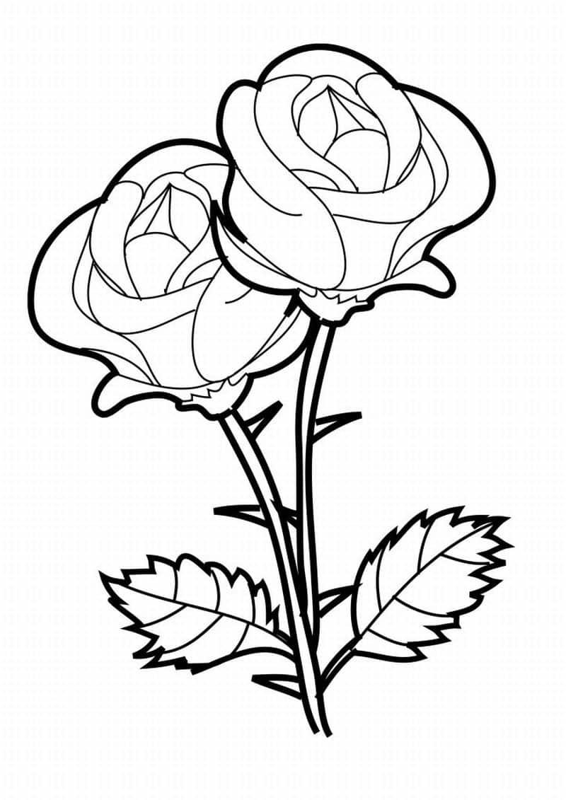 Desenho de Rosas para Colorir: 20 Imagens para Imprimir - Artesanato Passo  a Passo!