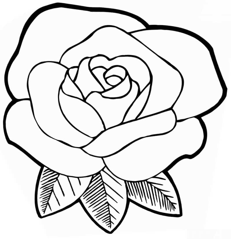 Desenho de Rosas para Colorir: 20 Imagens para Imprimir - Artesanato Passo  a Passo!