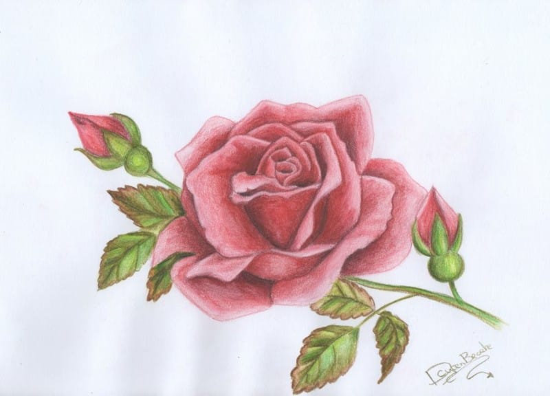 Desenho de Rosas para Colorir: 20 Imagens para Imprimir - Artesanato Passo  a Passo!