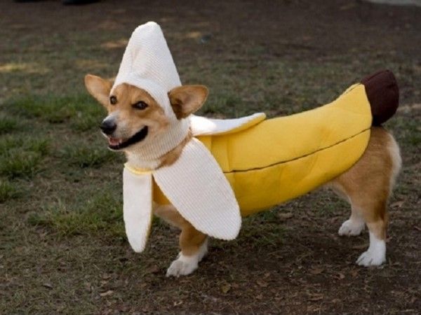 Cachorro com fantasia de banana