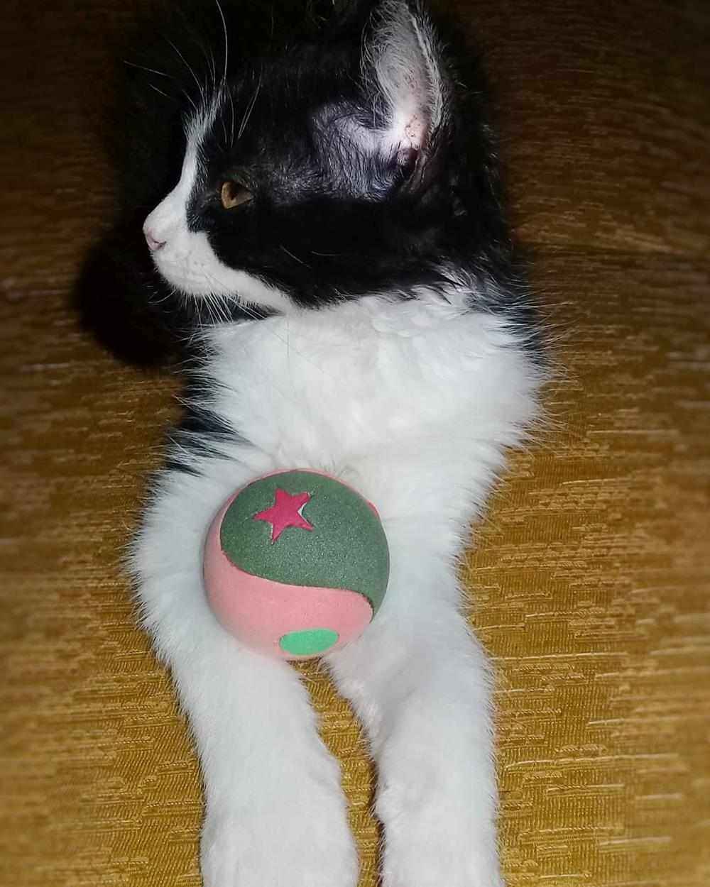 bola para gatos