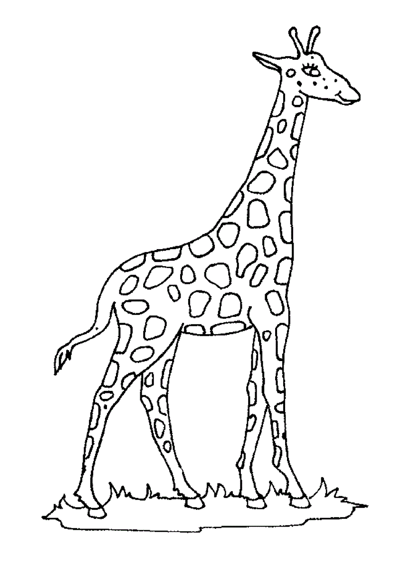 desenho para pintar de girafa