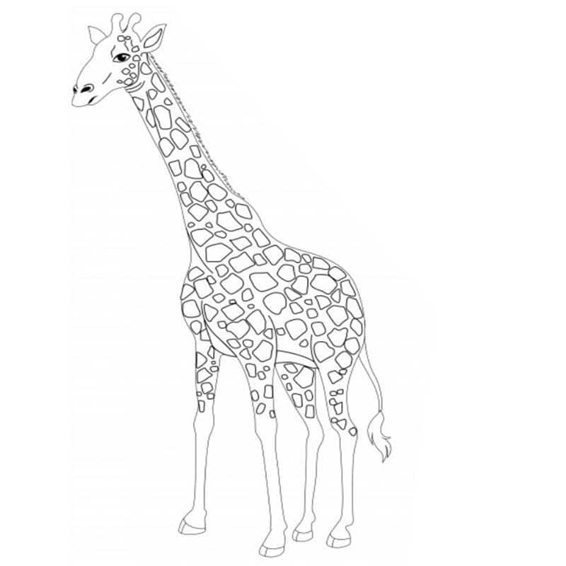 desenho de girafa para pintar