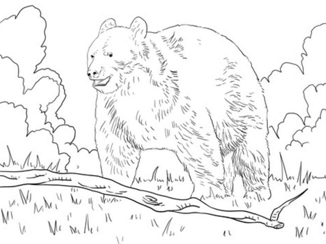 Desenho de urso na floresta