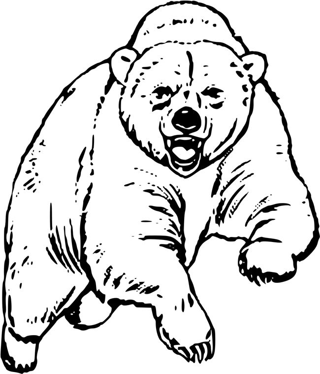 Desenho de urso bravo