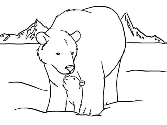 Urso bebê