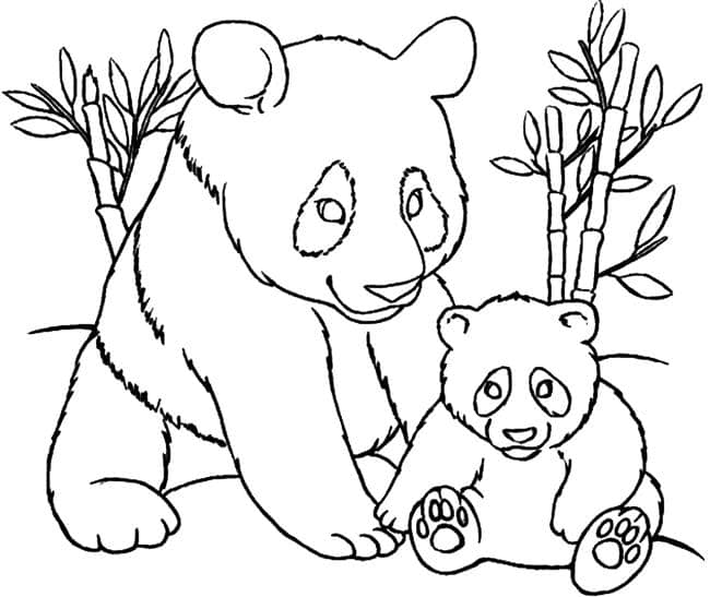Família de urso panda