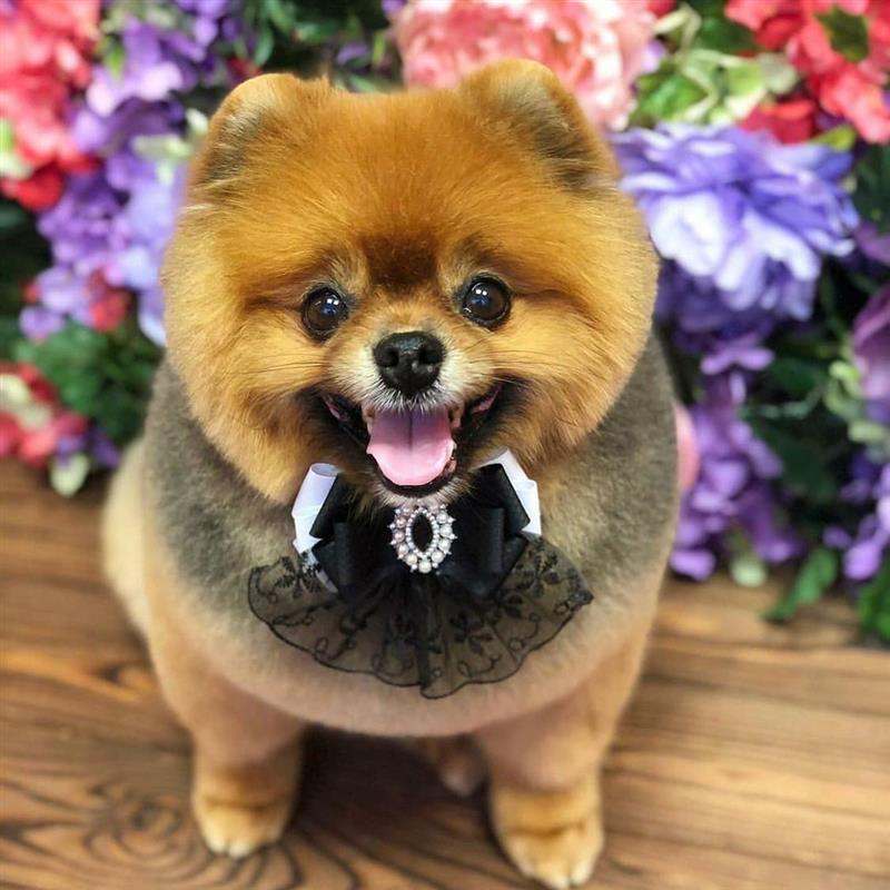 laço de pescoço para pet shop