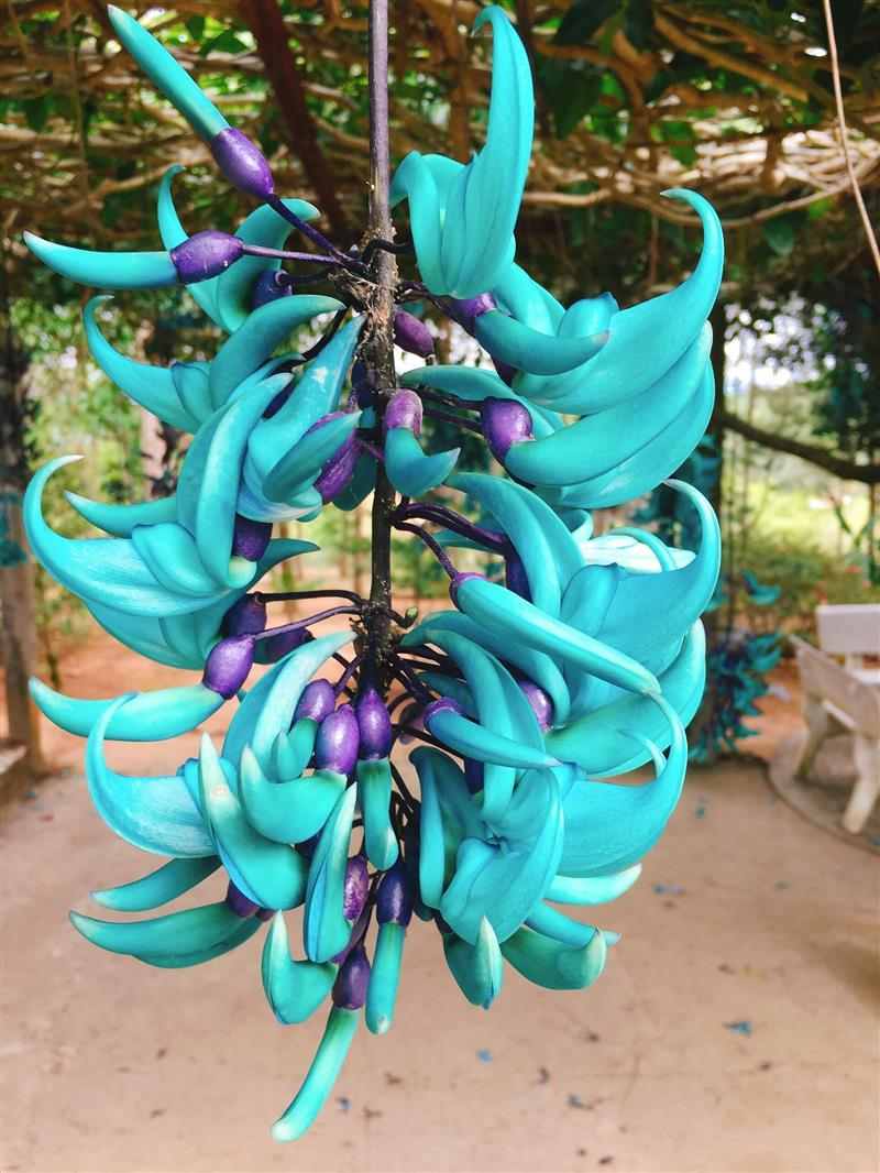 Jade Vine