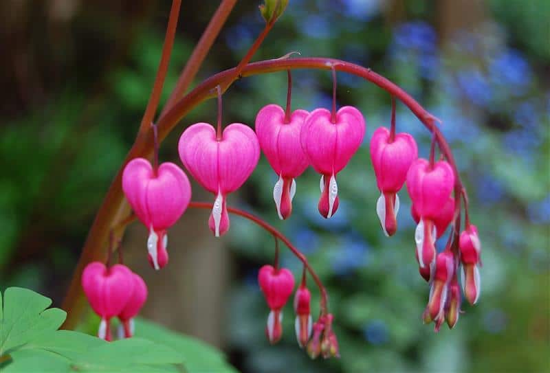 lista das flores mais lindas do mundo