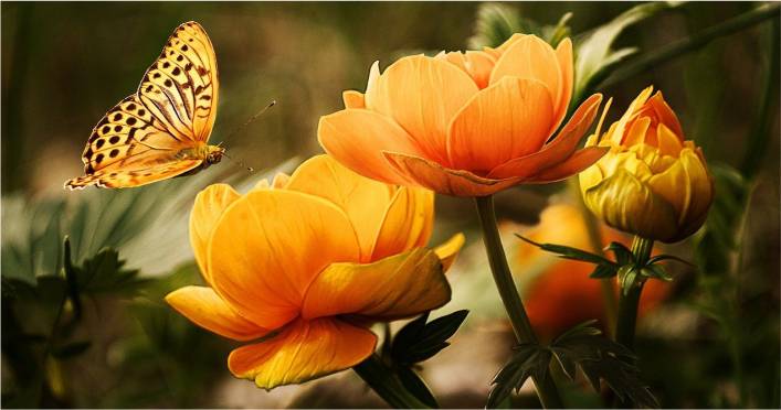 Lista completa das flores mais lindas do mundo - Artesanato Passo a Passo!