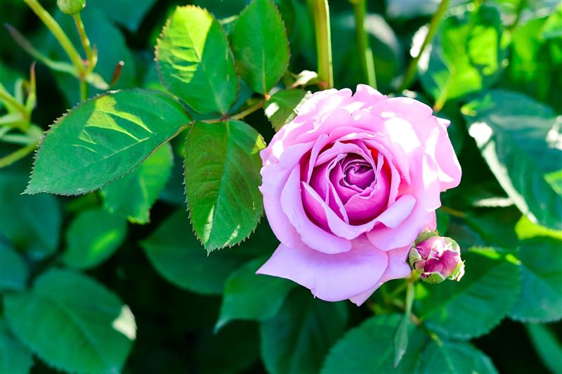 Lista completa das flores mais lindas do mundo - Artesanato Passo a Passo!