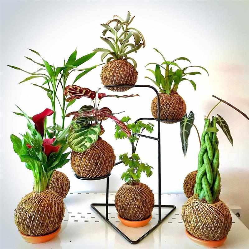 decoração com kokedamas