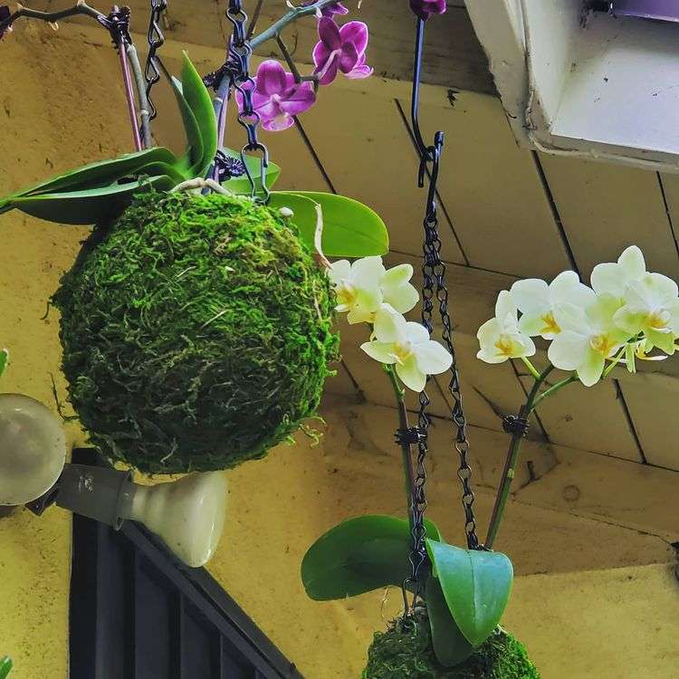 musgo para kokedama