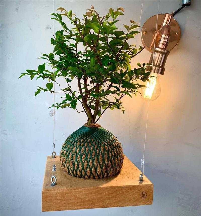 kokedama jabuticabeira