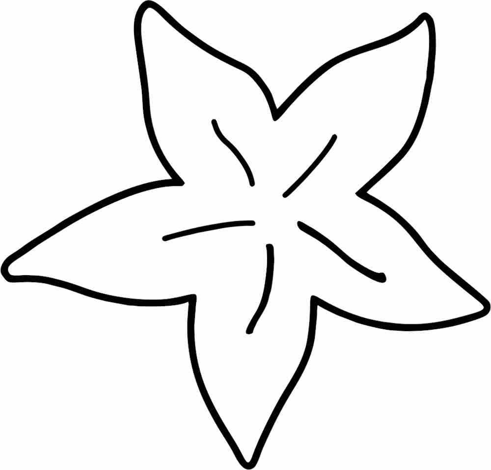 Molde estrela do mar Feltro