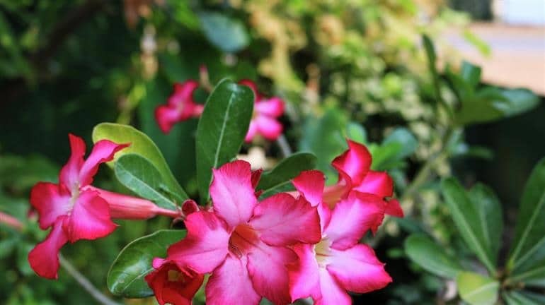 como cuidar da rosa do deserto 