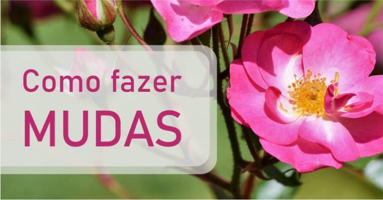 mudas de roseira