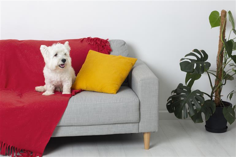 Como Tirar Cheiro De Cachorro Do Sofa Como tirar cheiro de cachorro do sofá: 7 Dicas caseiras eficientes
