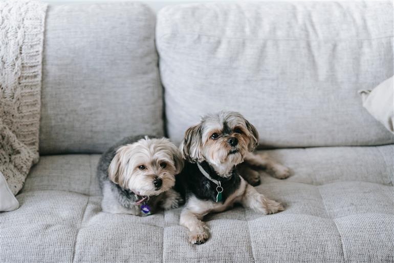 Como Tirar Cheiro De Cachorro Do Sofa Como tirar cheiro de cachorro do sofá: 7 Dicas caseiras eficientes