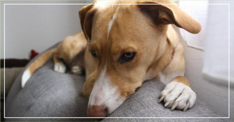 cachorro sentado no sofá