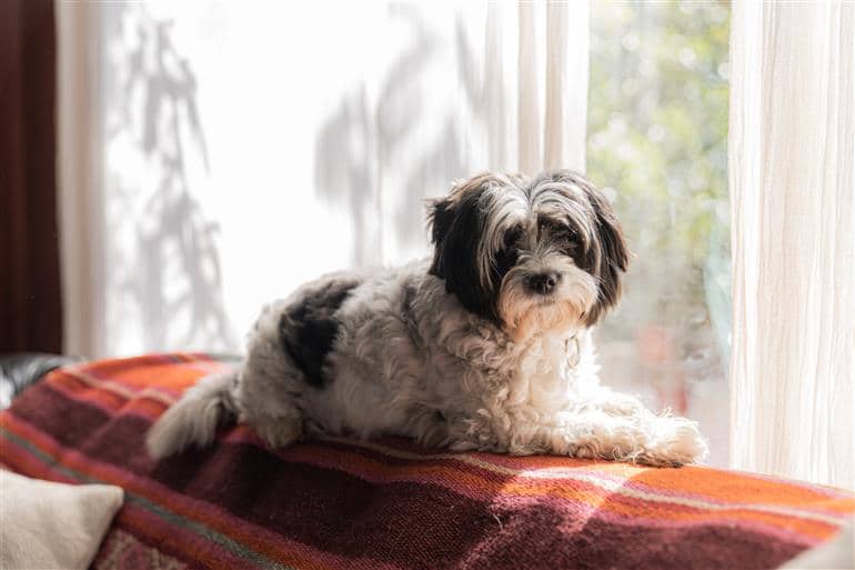 como tirar mau cheiro de cachorro do sofá