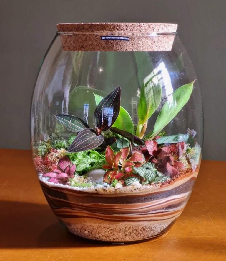 Terrário fechado: como fazer, melhores plantas e como cuidar ...