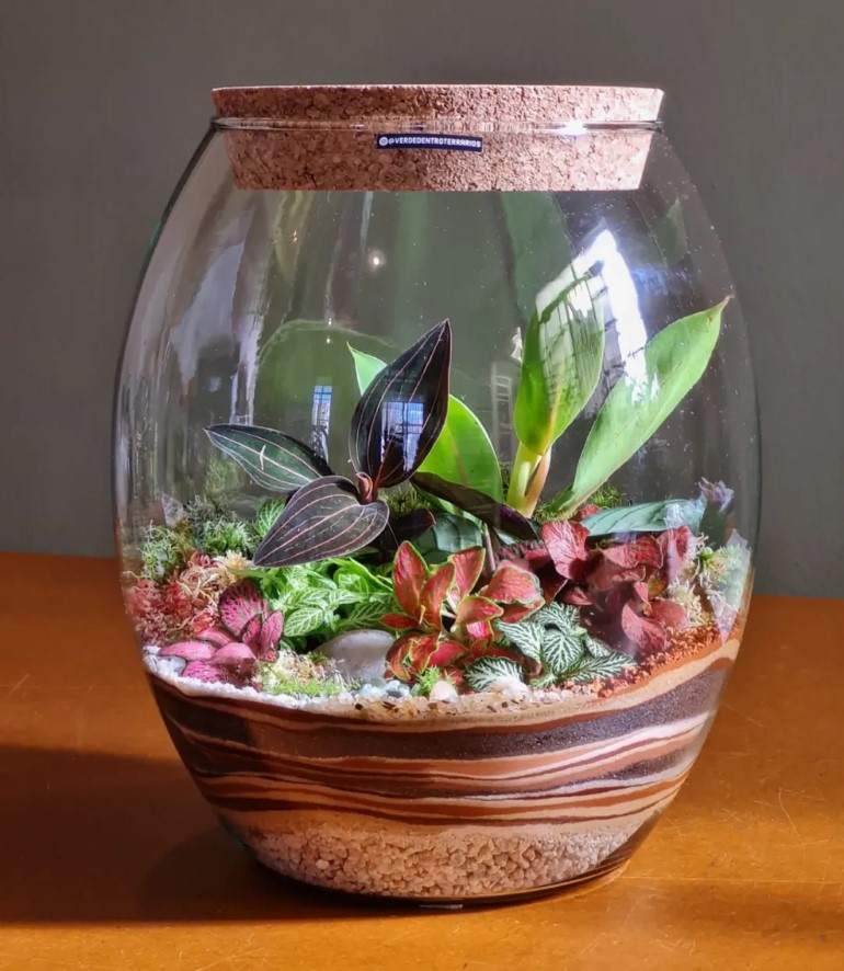 plantas para terrario fechado