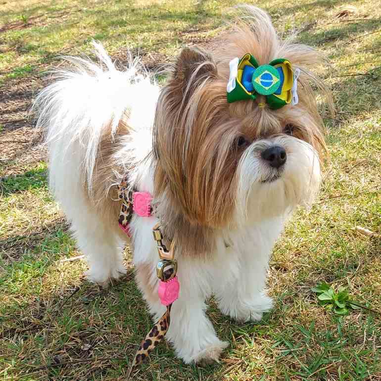 Cachorro com laço para copa do mundo