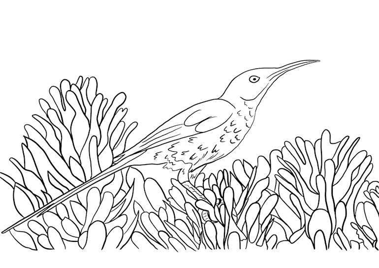 Pássaro para desenhar bonito 